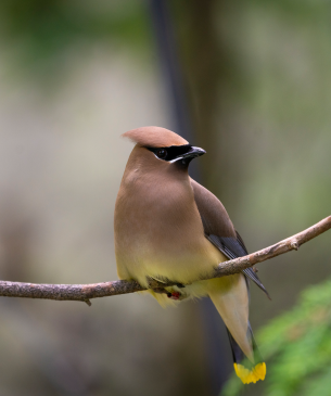 bird