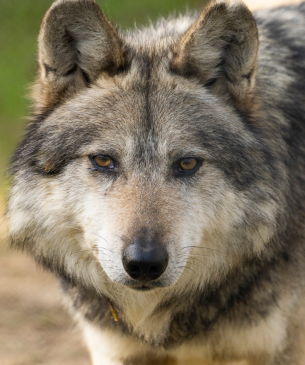wolf
