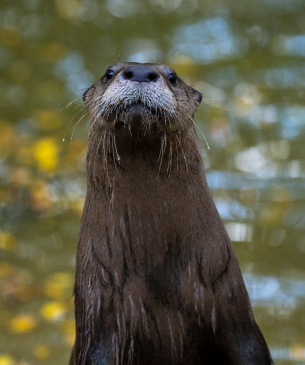 otter