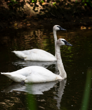 swan