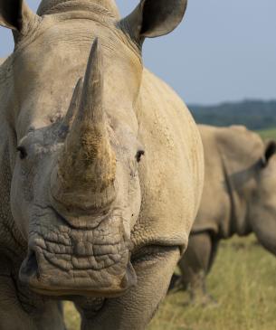 rhinos
