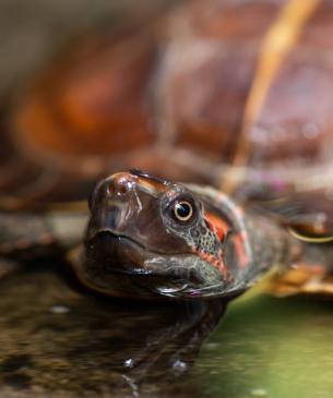 spiny hill tortoise