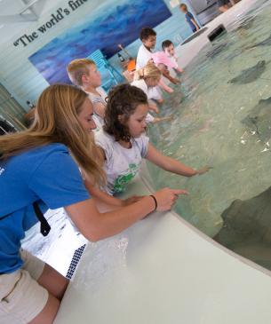 zoo guests touching stingrays