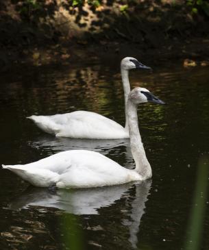 swans