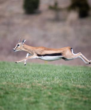 Thomson's Gazelle