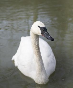 swan