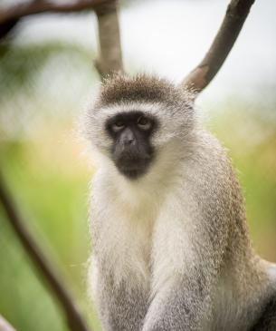 Vervet Monkey