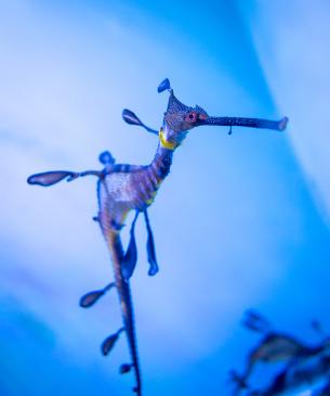 weedy seadragon