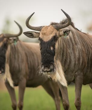wildebeest