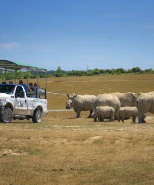 truck and rhinos