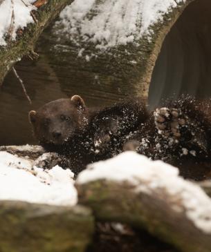 wolverine in snow