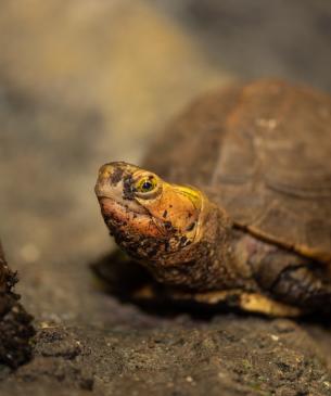 yellow margined box turtle