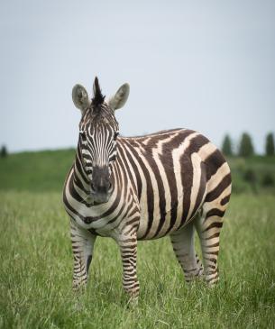 Zebra