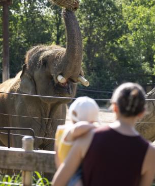 zoo guests and elephants