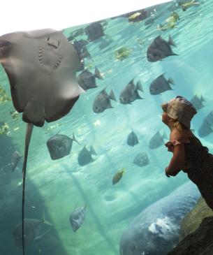child looking at manatee