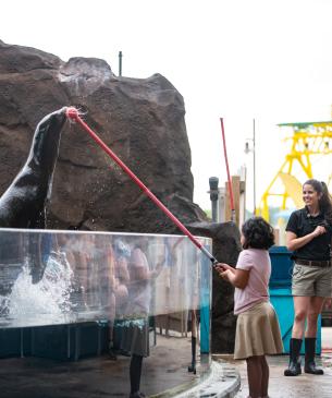 Guest training sea lion