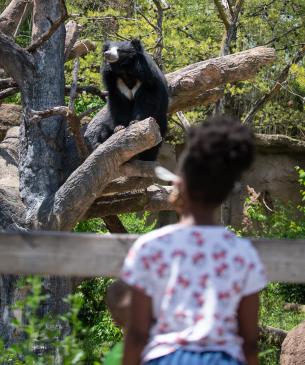 Child looking at sloth bear