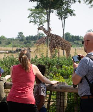 Guest looking at savanna