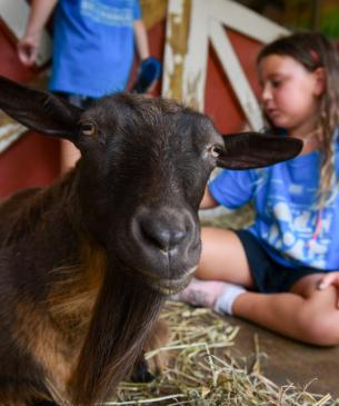 child brushing goat in barn setting