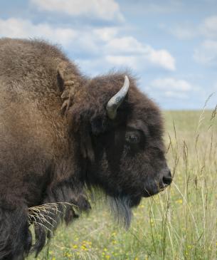 bison in field