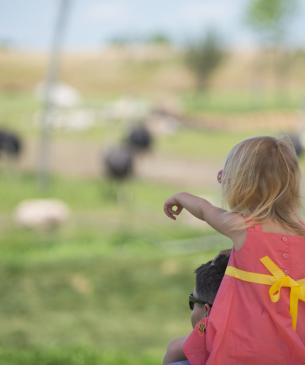 child on adult's shoulders