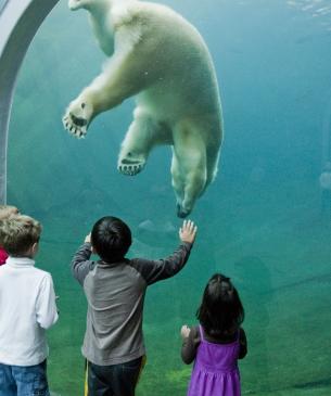 zoo guests and polar bear
