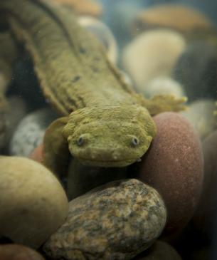 hellbender