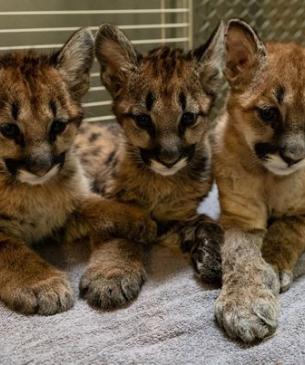 Cal, Poppy, and Goldie first arrived at the Columbus Zoo in December of 2020.