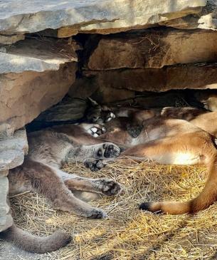 Cal, Poppy, and Goldie have grown up together and enjoy snuggling in their caves.