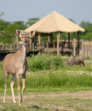 Female kudu with shamba in the background