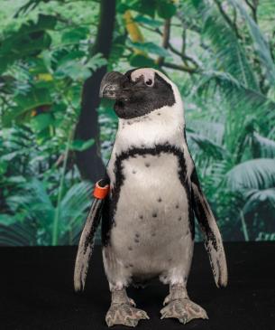 African penguin standing