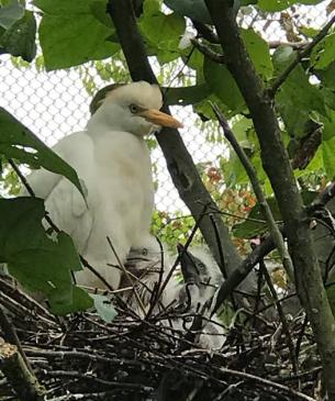 Cattle egret nest