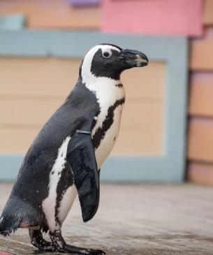 African penguin walking