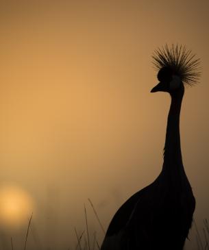 crowned crane at sunset on Heart of Africa Savanna
