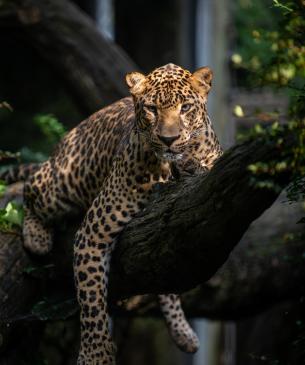 African leopard lounging on a tree