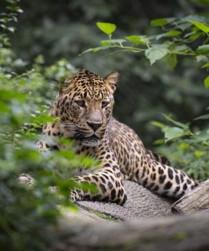 Leopard lounging on a log
