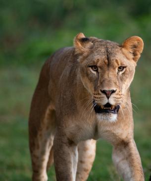 Female African Lion