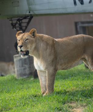 Female African Lion