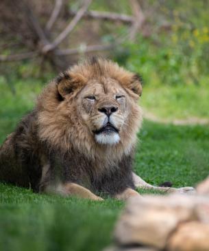 Male African Lion