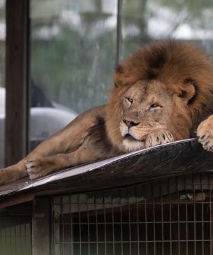 Male African Lion