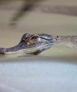 Young American alligator