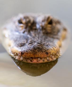 American alligator breaking the surface