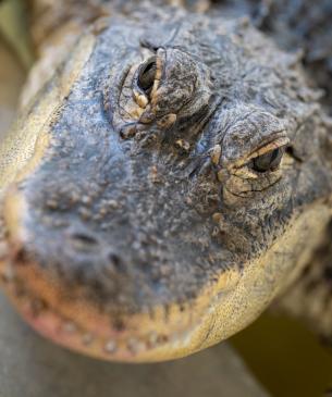 American alligator at Columbus Zoo