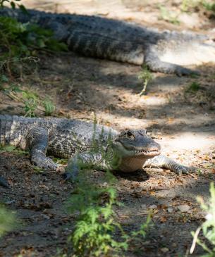 American alligator on land