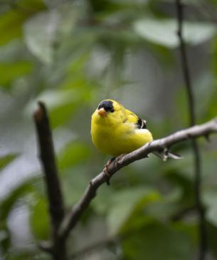 American goldfinch (male)