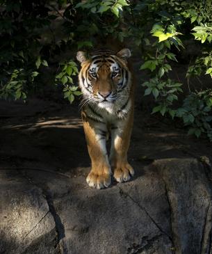 Amur tiger, Clark, in the shadows