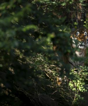 Amur tiger in the shadows