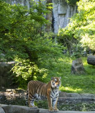 Amur tiger in front of their pool