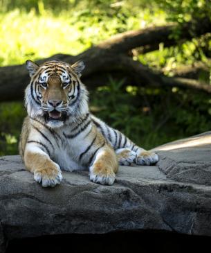 Amur tiger, Lewis, lying on a rockky outcrop