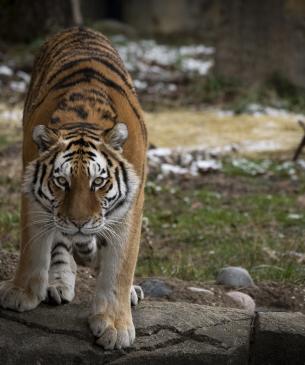 Amur Tiger Walking